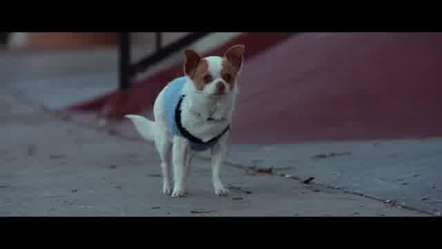 本編映像：愛犬ピート編