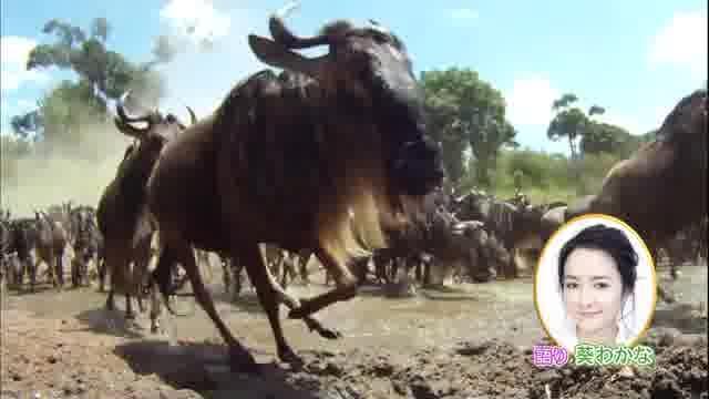 葵わかなナレーション入り予告編