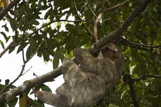 最後の楽園コスタリカ オサ半島の守り人