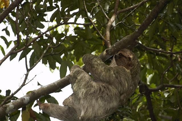 最後の楽園コスタリカ オサ半島の守り人