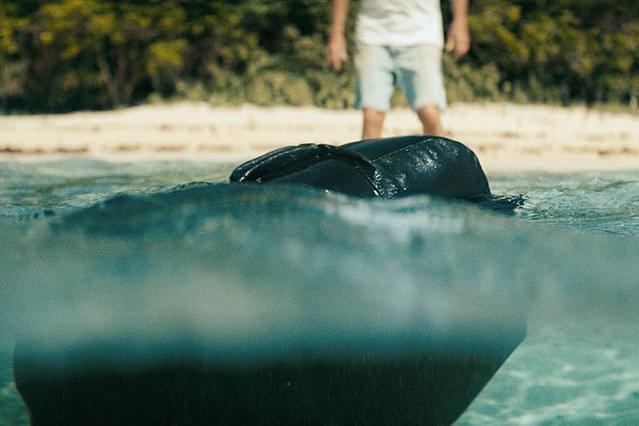 コカインを探せ！