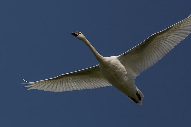 野生のルーマニア