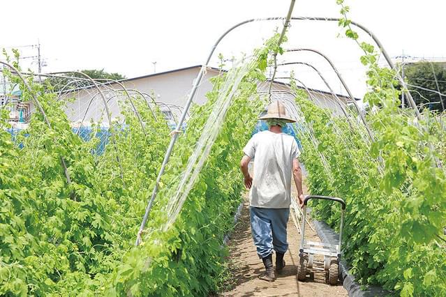 お百姓さんになりたい