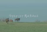 今日もどこかで馬は生まれる