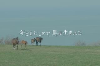 今日もどこかで馬は生まれる