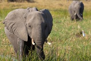 ディズニーネイチャー ゾウの足跡を追って