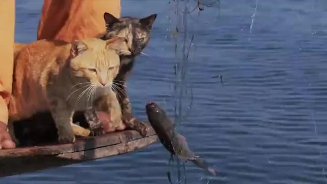 本編映像：水泳教室