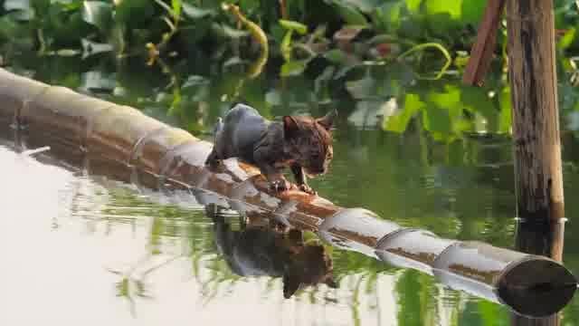 本編映像：初めての試練