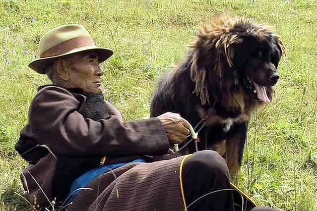 オールド・ドッグ