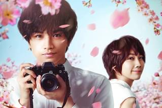 桜のような僕の恋人