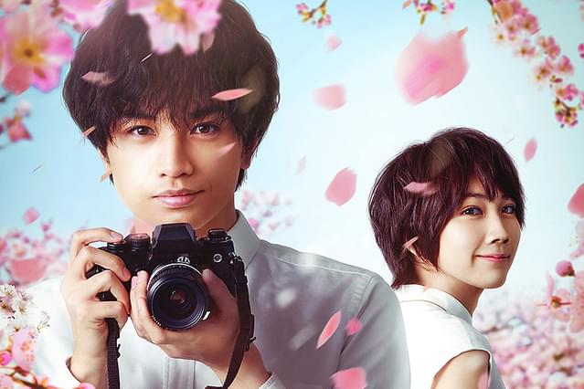 桜のような僕の恋人