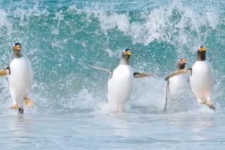 驚き！海の生きもの超伝説 劇場版ダーウィンが来た！