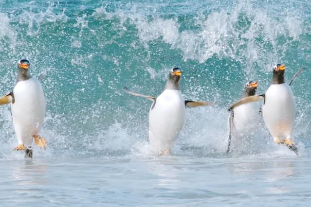 驚き！海の生きもの超伝説 劇場版ダーウィンが来た！