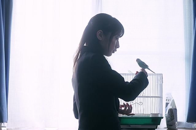 親鳥よ、静かに泣け