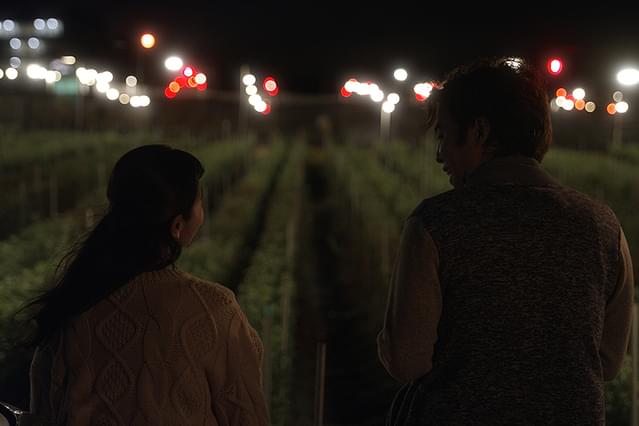 こんな、菊灯りの夜に