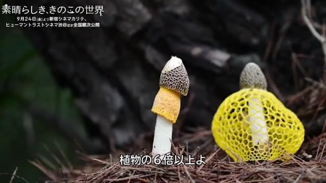 本編映像