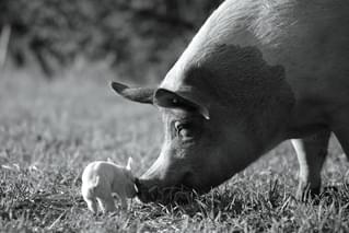 GUNDA グンダの特集