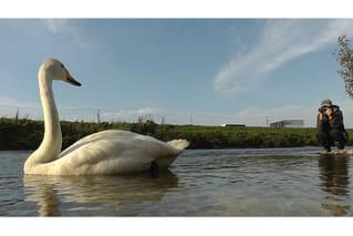 私は白鳥の予告編・動画