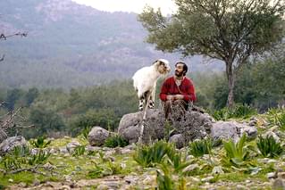 最後の渡り鳥たち