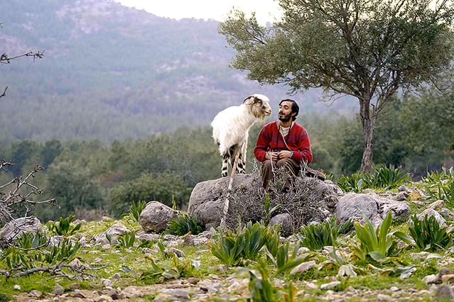 最後の渡り鳥たち