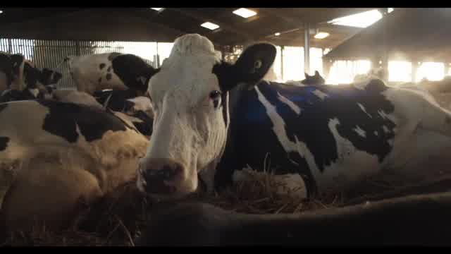 「アンドレア・アーノルド監督セレクション」予告編