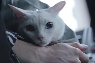 吾輩は猫である！の予告編・動画