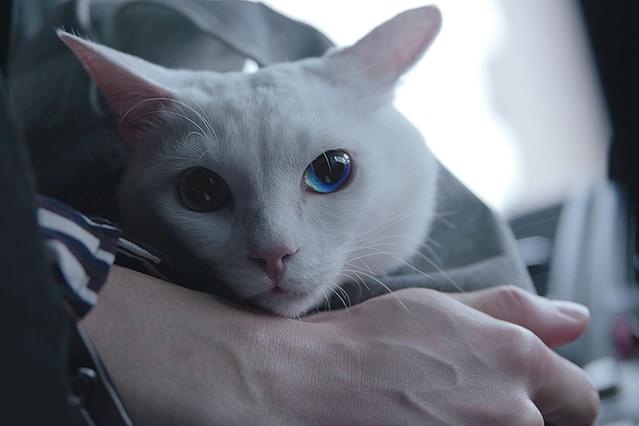 吾輩は猫である！