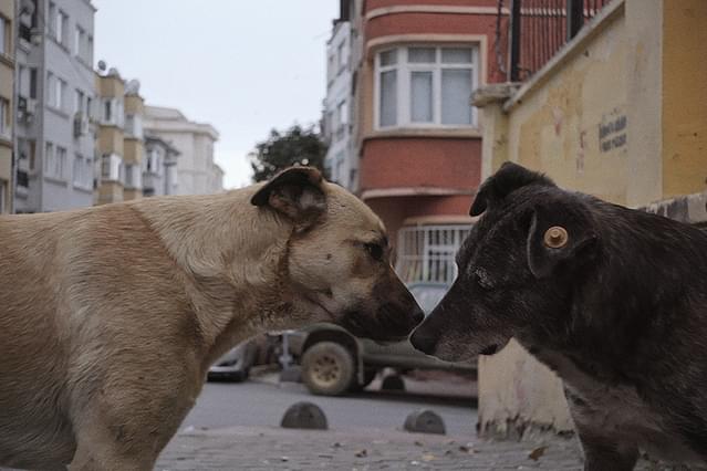 ストレイ 犬が見た世界
