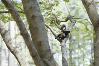 プックラポッタと森の時間