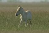 プスタ（大平原）に生きる馬たち