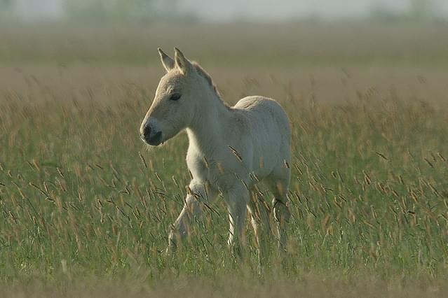 プスタ（大平原）に生きる馬たち