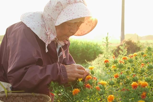 紅花の守人 いのちを染める