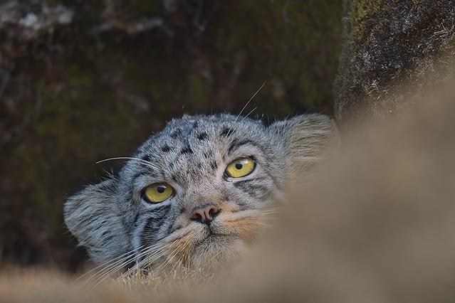 ベルベット・クイーン ユキヒョウを探して