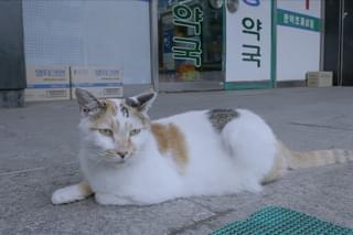 猫たちのアパートメント