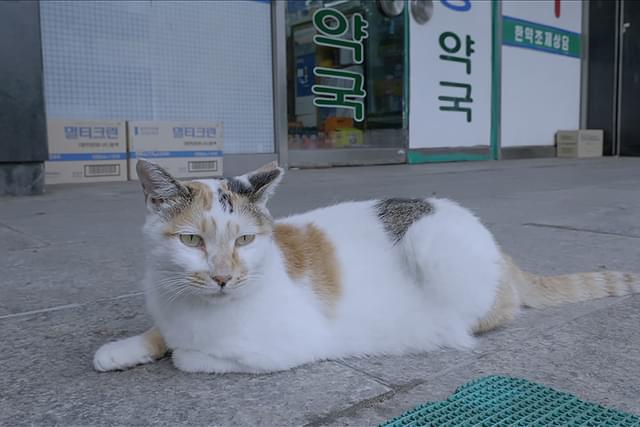 猫たちのアパートメント