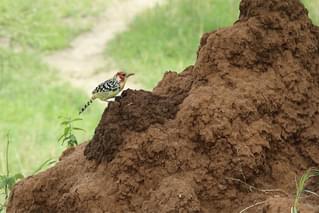 ウンチク うんこが地球を救うの予告編・動画