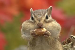 日本列島生きもの超伝説 劇場版ダーウィンが来た！の予告編・動画