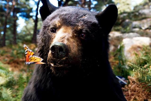 コカイン・ベア