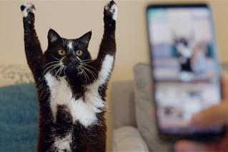 猫と、とうさん