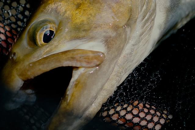 ミルクの中のイワナ