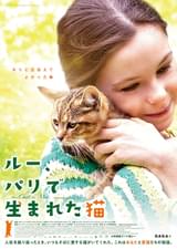 ルー、パリで生まれた猫