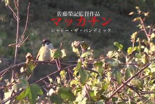 マッカチン シャドー・ザ・パンデミック