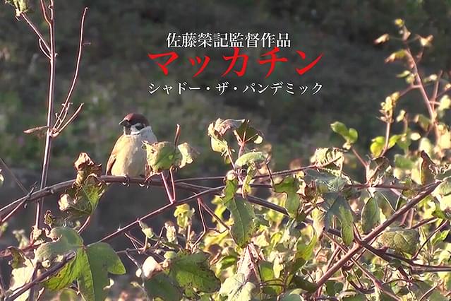 マッカチン シャドー・ザ・パンデミック