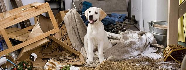 笑いと涙をさそう新たな名犬マーリー誕生