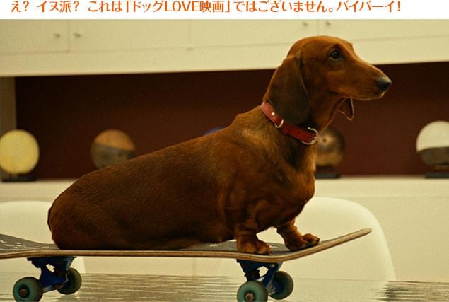 登場するワンちゃんがカワイイのは確か! でもイヌ好きが見たら……大変!