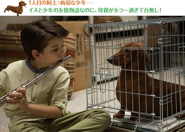 両親の心配をよそに、病弱なレミはと子犬はどんどん仲良くなっていくが……