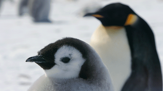 このかわいさを、ずっとスクリーンで見つめていたい!