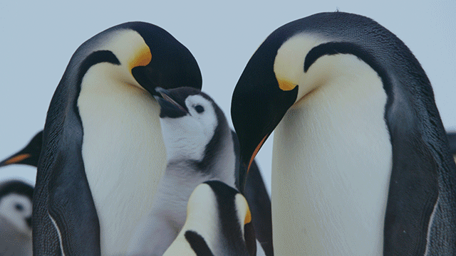 ヒナに対する愛情の注ぎ方はまるで人間のよう──感情移入しないではいられない