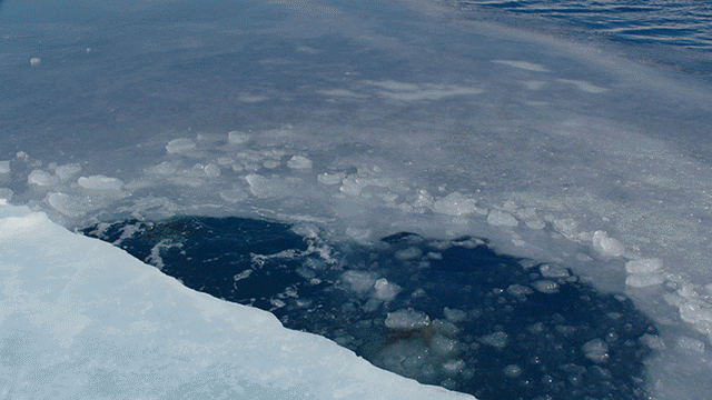 氷と海とペンギンたち──夏の暑さを忘れさせてくれる「涼しさ」が満載!