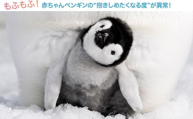 親鳥の足下に挟まれて、外敵から身を守られている赤ちゃんペンギンが最高にかわいい!